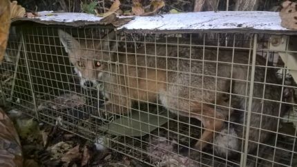 Już był w ogródku, już witał się z gąską — czyli o urządzeniach ochronnych